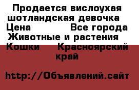 Продается вислоухая шотландская девочка › Цена ­ 8 500 - Все города Животные и растения » Кошки   . Красноярский край